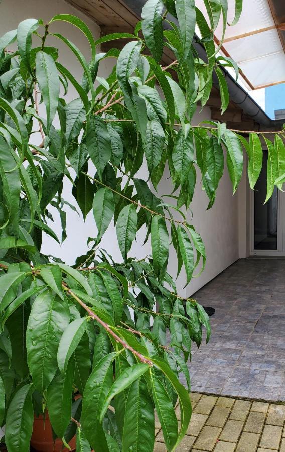 Apartman Stary Liskovec Brno Exterior foto